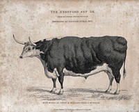 A Hereford fat ox. Etching, ca 1823.