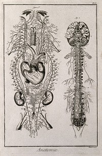 Nervous system after Vieussens (fig. 1); brain and spinal cord after Eustachius (fig. 2) Engraving by Benard, late 18th century.