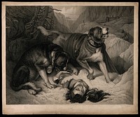 Two St. Bernard dogs with an avalanche victim, one tries to revive him while the other alerts the rescue party. Stipple engraving by T. Landseer after E. Landseer.