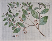 A plant (Acalypha paniculata): branch with flowers and fruit, separate flowers and fruit and cross-section of fruit with seed. Coloured line engraving.