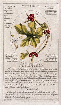 White bryony (Bryonia dioica Jacq.): fruiting stem and separate flower and a description of the plant and its uses. Coloured line engraving by C.H.Hemerich, c.1759, after T.Sheldrake.