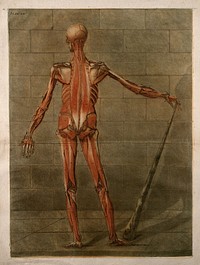 A standing écorché figure, seen from behind, showing the third layer of the muscles. Colour mezzotint by A. E. Gautier d'Agoty after himself, 1773.