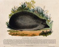 A hedgehog sitting in a meadow. Coloured wood engraving by J. W. Whimper.