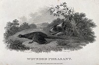 A wounded pheasant being chased by a dog. Etching by J. Scott, ca. 1801, after S. Elmer.