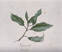 Camphor plant (Cinnamomum camphora): branch with leaves. Coloured pen drawing by S. Kawano.