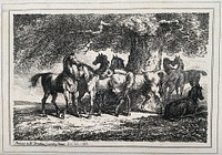 A group of horses standing and resting in the shelter of a large tree on a meadow. Etching by W. S. Howitt.
