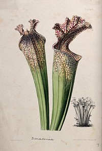 A pitcher plant (Sarracenia drummondii): two pitchers and a small depiction of an entire plant. Coloured zincograph by L. Constans, c. 1850, after himself.