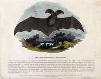 A long-eared bat flying over a churchyard. Coloured wood engraving by J. W. Whimper.