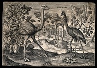 Two ostriches, one possibly a cassowary, set in natural surroundings. Etching by A. Collaert, 17th century.