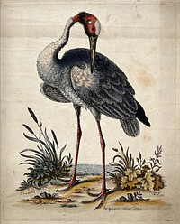 A crane standing at the shore of the sea. Coloured etching by G. Edwards after himself.