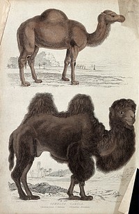 Above, a Bactrian camel; below, a dromedary. Coloured etching by W. Warwick after Captain T. Brown and N. Maréchal.