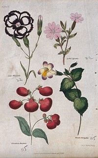 Four flowering plants: a pink (Dianthus), a campion (Lychnis), a slipper flower (Calceolaria) and a monkey flower (Mimulus). Coloured engraving by J. & J. Parkin, 1833.