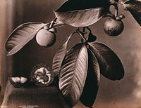 A mangosteen plant (Garcinia mangostana): fruiting branch and halved fruit. Photograph.