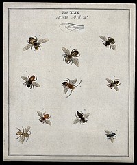 Ten bees (Apis species). Coloured etching by M. Harris, ca. 1766.