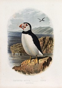 A puffin (Fratercula arctica). Colour lithograph, ca. 1875.