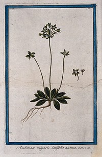 Rock-jasmine (Androsace sp.): entire flowering plant with separate single flower and corolla. Coloured etching by M. Bouchard, 1774.