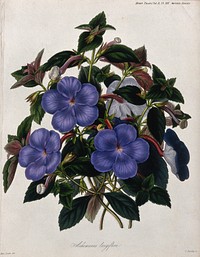 A plant (Achimenes longiflora): flowering stems. Coloured etching by G. Barclay, c. 1842, after Miss Drake.