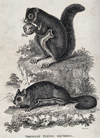 Two Virginian flying squirrels sitting on a rock. Etching by Heath.