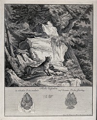 Above, a fox standing on a mountain craig staring into a tree-top in pursuit of prey, below, the fox's tracks. Etching by J. E. Ridinger.