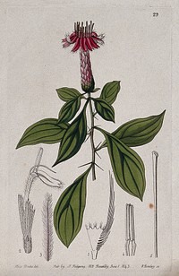 A tropical plant (Barnadesia rosea): flowering stem and floral segments. Coloured engraving by G. Barclay, c. 1843, after S. Drake.