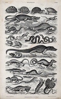 A table with sixteen different reptiles. Engraving by R. Scott after Captain T. Brown.