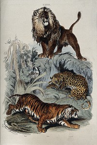 Three cats: A lion standing on a rock, a leopard curled up under neath, and a tiger prowling. Coloured etching by T. Landseer.