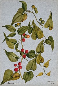 Black bryony or murraim berry plant (Tamus communis): fruiting stem. Watercolour, 1904.