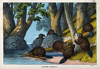North America: a group of beavers building a dam. Coloured lithograph.