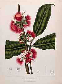 Rose apple (Syzygium jambos (L.) Alston): flowering branch with leaves and numbered sections of flowers. Chromolithograph by P. Depannemaeker, c.1885, after B. Hoola van Nooten.