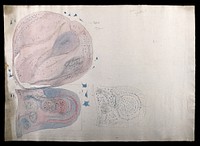 Brain of a goose or a guillemot: figures showing dissections and microscopic images of the brain. Watercolour, pencil and pen possibly by D. Gascoigne Lillie, ca 1906.