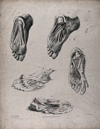 The circulatory system: dissections of the underside of the foot, with blood vessels indicated in red. Coloured lithograph by J. Maclise, 1841/1844.