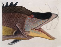 The natural history of Carolina, Florida and the Bahama Islands: containing the figures of birds, beasts, fishes, serpents, insects, and plants: particularly the forest-trees, shrubs, and other plants, not hitherto described, or very incorrectly figured by authors. Together with their descriptions in English and French. To which are added observations on the air, soil, and waters: with remarks upon agriculture, grain, pulse, roots, &c. To the whole, is prefixed a new and correct map of the countries treated of / By Mark Catesby ... Histoire naturelle de la Caroline, la Floride, & les Isles Bahama: contenant les desseins des oiseaux, animaux, poissons, serpents, insectes, & plantes. Et en particulier, des arbres des forets, arbrisseaux, & autres plantes, qui n'ont point été decrits, jusques à present par les auteurs, ou peu exactement dessinés. Avec leur descriptions en françois & en anglois. A quoi on a adjouté, des observations sur l'air, le sol, & les eaux, avec des remarques sur l'agriculture, les grains, les legumes, les racines, &c. Le tout est precedé d'une carte nouvelle & exacte des païs dont il s'agist.