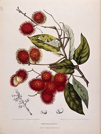Rambutan (Nephelium lappaceum L.): fruiting branch and separate numbered inflorescence and seeds. Chromolithograph by P. Depannemaeker, c. 1885, after B. Hoola van Nooten.
