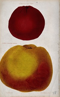 Two cultivars of apple (Malus pumila): a Bùrrell's Red' and Ròyal Codling'. Coloured engraving by J. & J. Parkin, 1834, after C. Harrison.