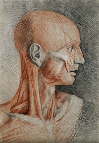 Head and neck of an écorché figure, in profile. Red and black chalk drawing, with pencil, by C. Landseer, 1815.