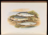 British fresh water fishes / Rev. W. Houghton ... illustrated with a coloured figure of each species drawn from nature by A.F. Lydon, and numerous engravings.