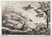 Partridges and snipe on a grassy bank. Engraving by P. Tempest, ca. 1690, after F. Barlow.