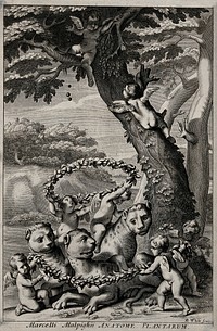 Three leopards, lynxes or some other animal being rewarded by cherubim who bestow garlands on them and shake down fruit from a tree for them; representing the works of Marcello Malpighi being honoured by the Royal Society. Engraving by R. White, 1675.