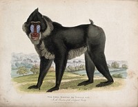 Zoological Society of London: a Simia mormon or tufted ape. Coloured etching.