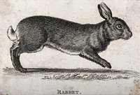 A rabbit. Etching.