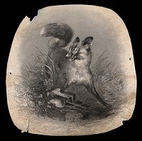 A fox in agony with its paw caught in a trap. Wood engraving by J Bateman.