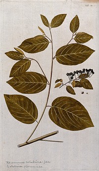 West Indian Snake Bark (Colubrina ferruginea Brongn.): leafy stem with separate fruit and seed. Coloured engraving after F. von Scheidl, 1776.