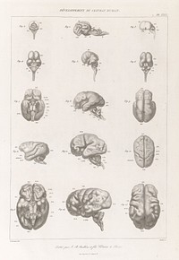 Anatomie comparée du système nerveux considéré dans ses rapports avec l'intelligence / Par Fr. Leuret et P. Gratiolet. Accompagnée d'un atlas de 32 planches dessinées d'après nature et gravées.