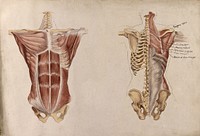 Muscles and bones of the trunk: five écorché figures showing front and back views of the torso. Watercolour by A. Mongrédien, ca. 1880.