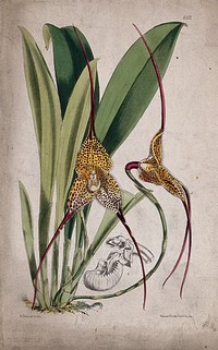 A tropical orchid (Masdevallia chimaera): flowering plant and separate flower. Coloured lithograph, c. 1875, after W. Fitch.