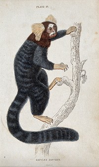 An ape of the genus hapales jacchus climbing up a tree. Coloured etching by W. H. Lizars.