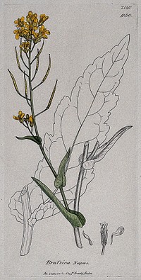 Rape (Brassica napus): flowering stem, leaf and floral segments. Coloured engraving after J. Sowerby, 1810.