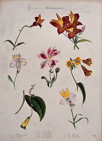 Six flowering plants, all species of the genus Alstroemeria. Coloured lithograph.