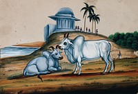 Two bullocks in the foreground with a building on top of a hill in the background. Gouache painting on mica by an Indian artist.
