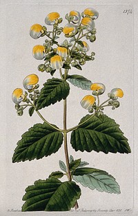 A slipper flower (Calceolaria diffusa): flowering stem. Coloured engraving by S. Watts, c. 1830, after M. Hart.